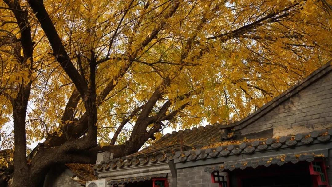 The East Hotel-Very Close To The Drum Tower,The Lama Temple,Houhai Bar Street,And The Forbidden City,There Are Many Old Beijing Traditional Hutongs Around The Hotel ,Experience The Culture Of Old Beijing Hutongs,Near Exit A Of Shichahai On Metro Line Екстериор снимка