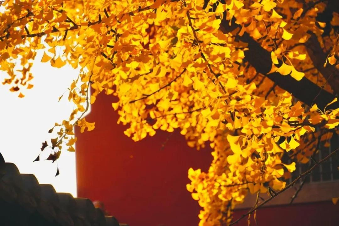 The East Hotel-Very Close To The Drum Tower,The Lama Temple,Houhai Bar Street,And The Forbidden City,There Are Many Old Beijing Traditional Hutongs Around The Hotel ,Experience The Culture Of Old Beijing Hutongs,Near Exit A Of Shichahai On Metro Line Екстериор снимка